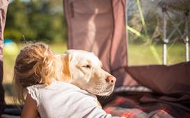 Location avec chien en camping à Ambon